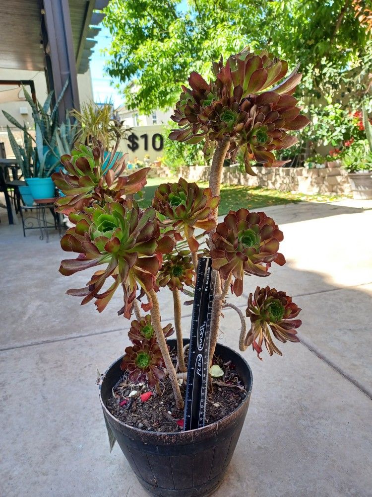 Succulent Plants