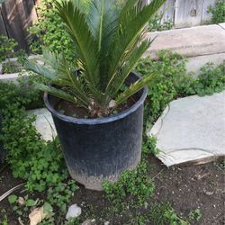 Baby sago palms