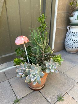 Assorted Succulent Plants