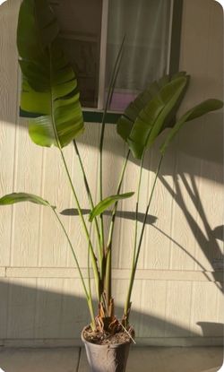 Paradise bird planta $$45