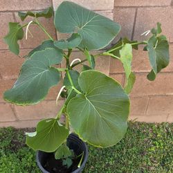 Yerva Santa Plant Medesinal