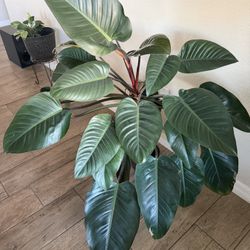 Philodendron Rojo Congo Houseplant 