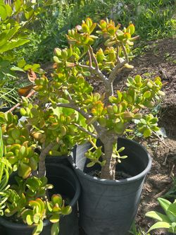 Jade plant