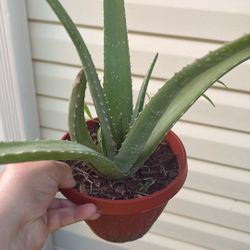 aloe Vera