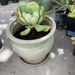 Ceramic Pot Planter With Aeoneum Succulent 