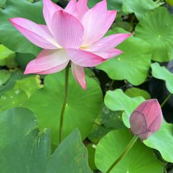 Live Big And Tall Water Lotus Plant