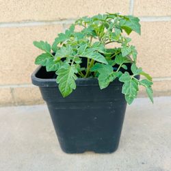 Tomato 🍅 🌱 Plants