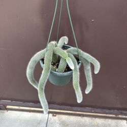 8” Monkey Tail Cactus