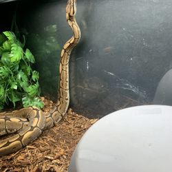 Reptile Enclosure 