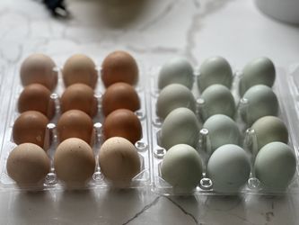 Fertile eggs