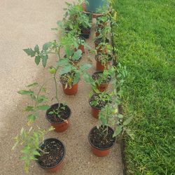 Vegetable Plants Tomatoes, Rosemary, Broccoli, Cabbage,  Ornamentals