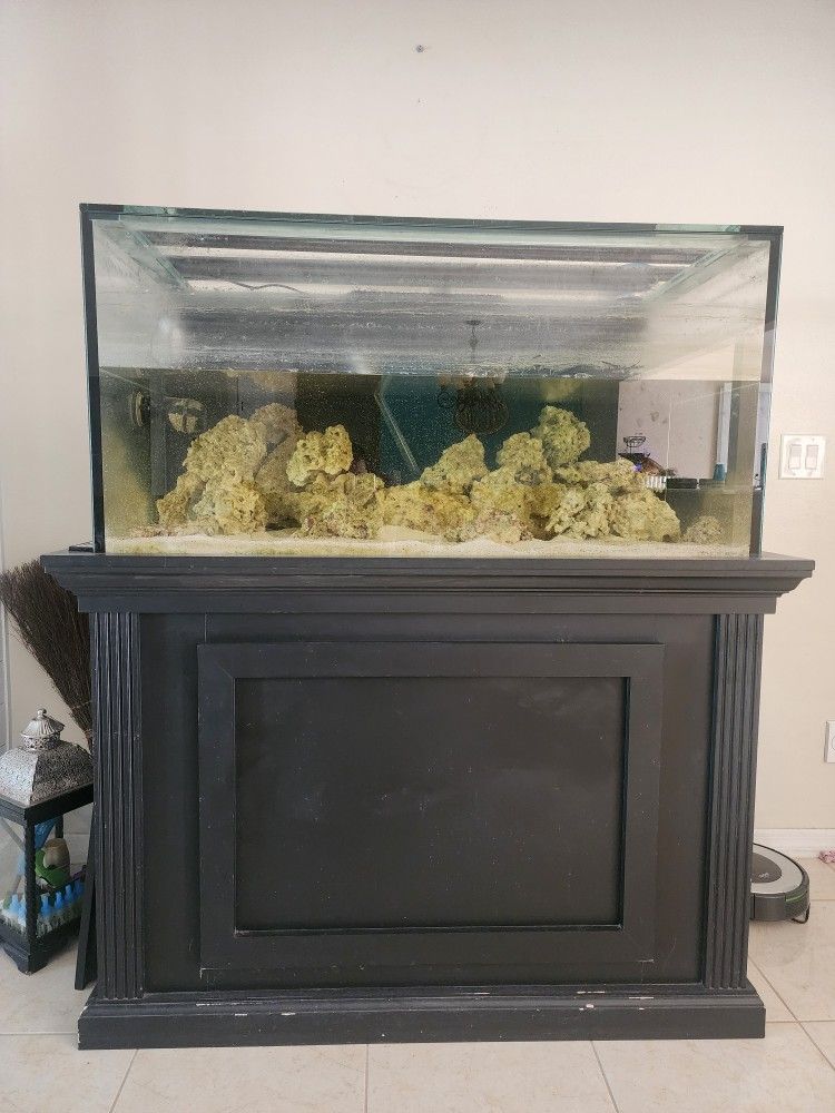 Saltwater Fish Tank