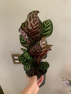 Calathea Macoyana indoor plants