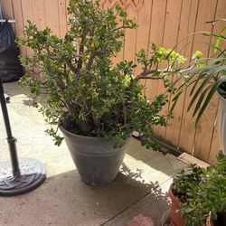 Succulent Jade Plant