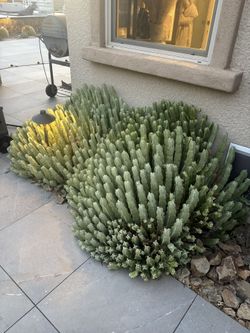 Cactus Plants For Sale Post #2