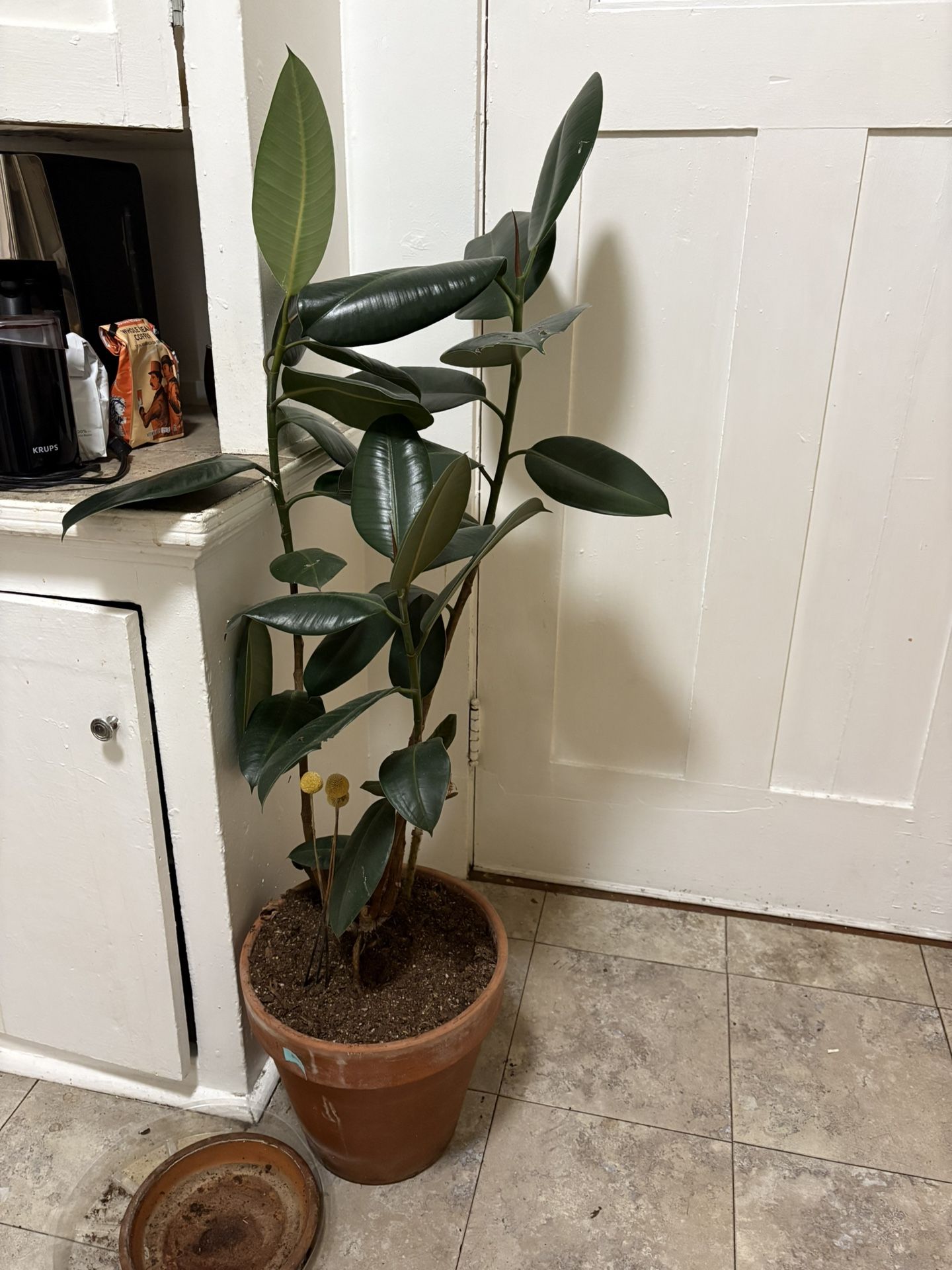 Mature Rubber Plant