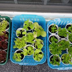 Lettuce Starter Plants