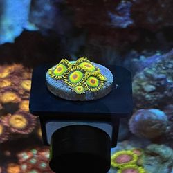 Rasta Zoanthid Frag