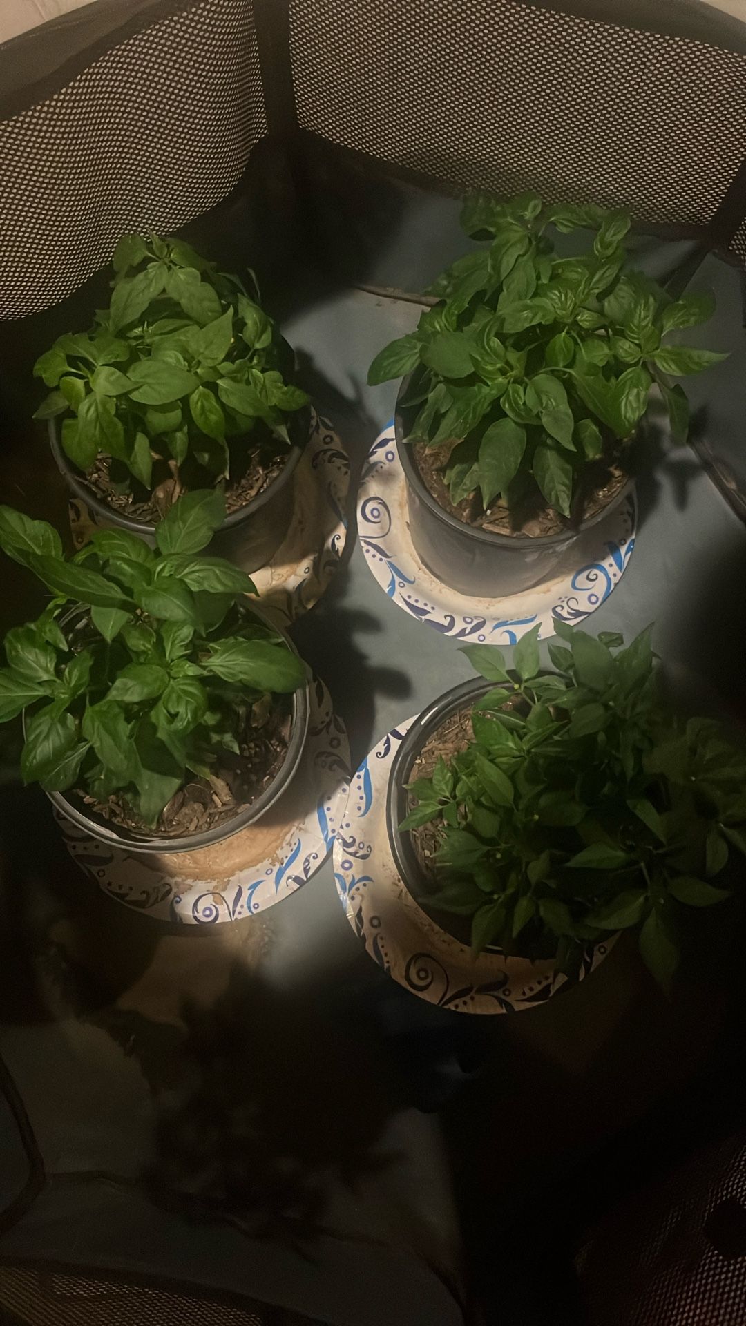 chiltepin Peppers