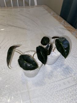 Poly Alocasia Babies Grown From Corm