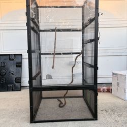 Chameleon Tank And Large Light Fixture