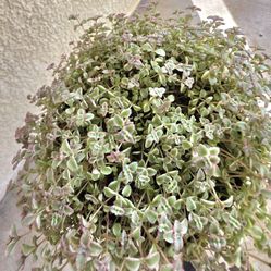 🩷💚Sedum Little Missy🩷💚