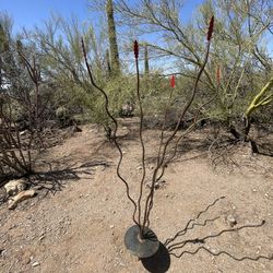 Metal Ocotillos