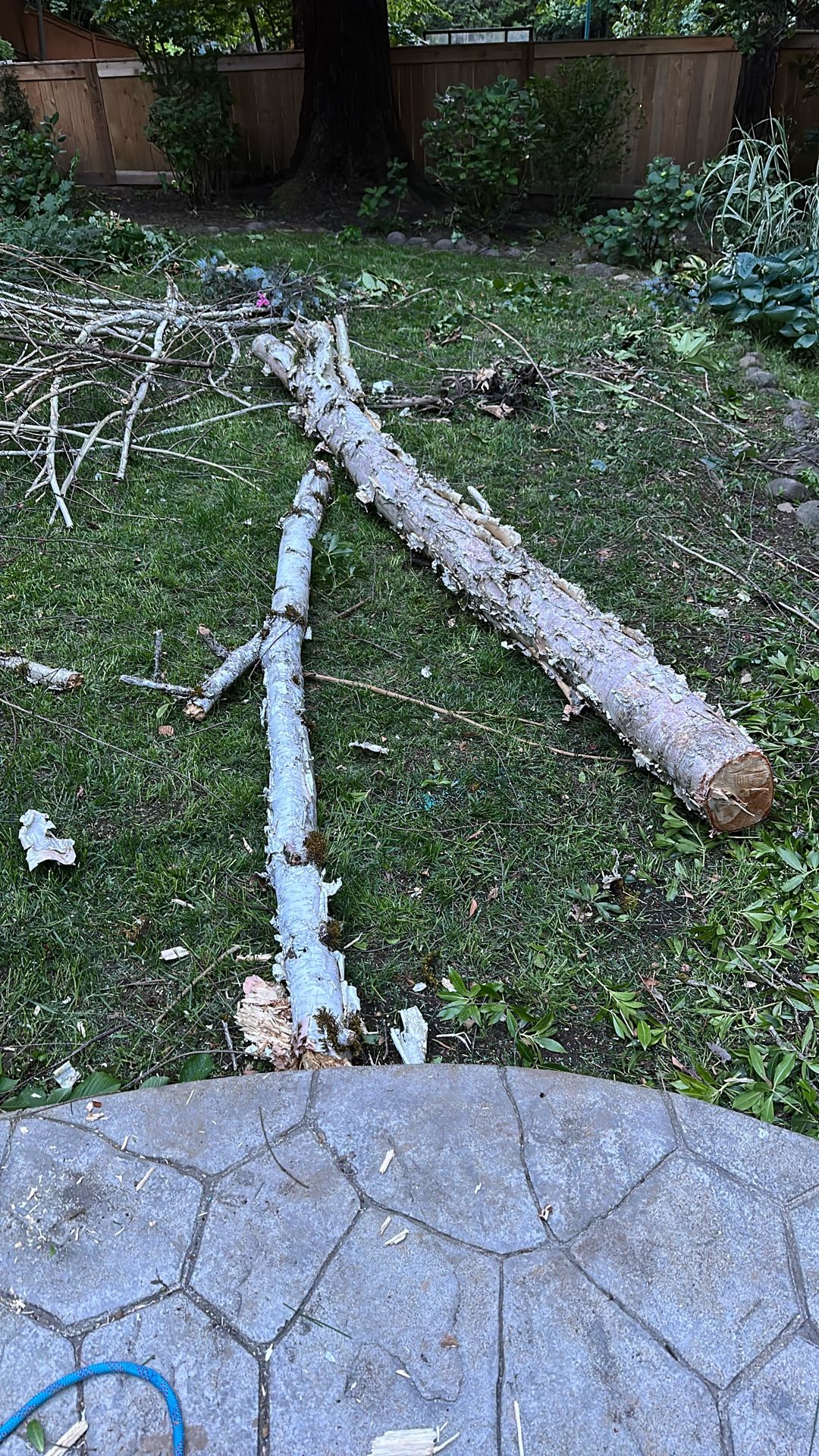 Free River Birch Wood
