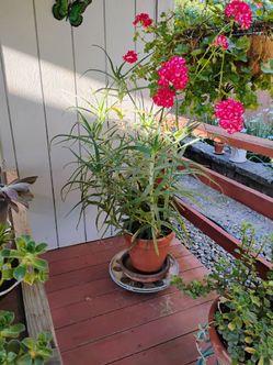 Candelabra Aloe plant