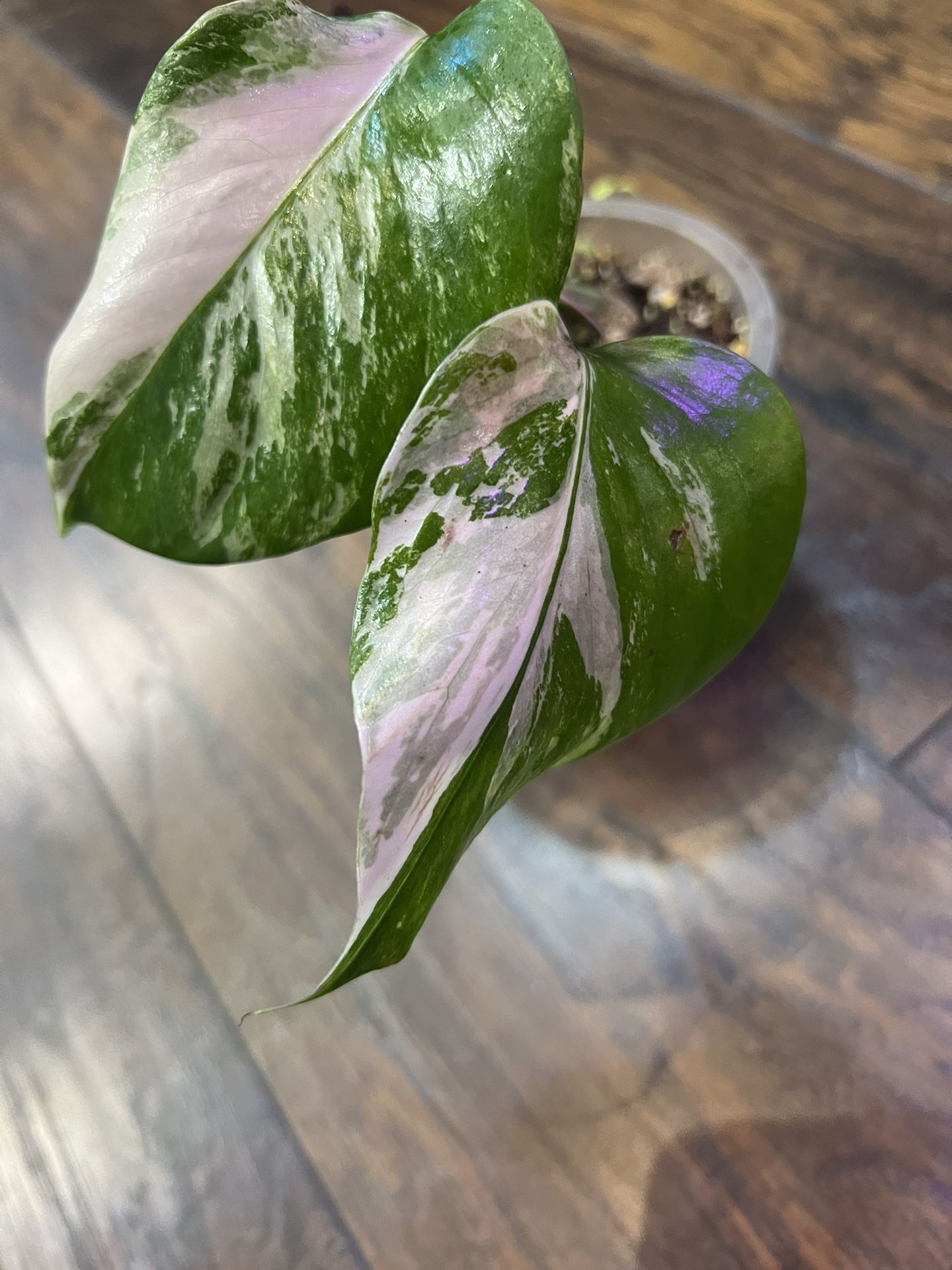 Variegated Monstera Albo Plant With A Couple Smaller Leaves Coming Out