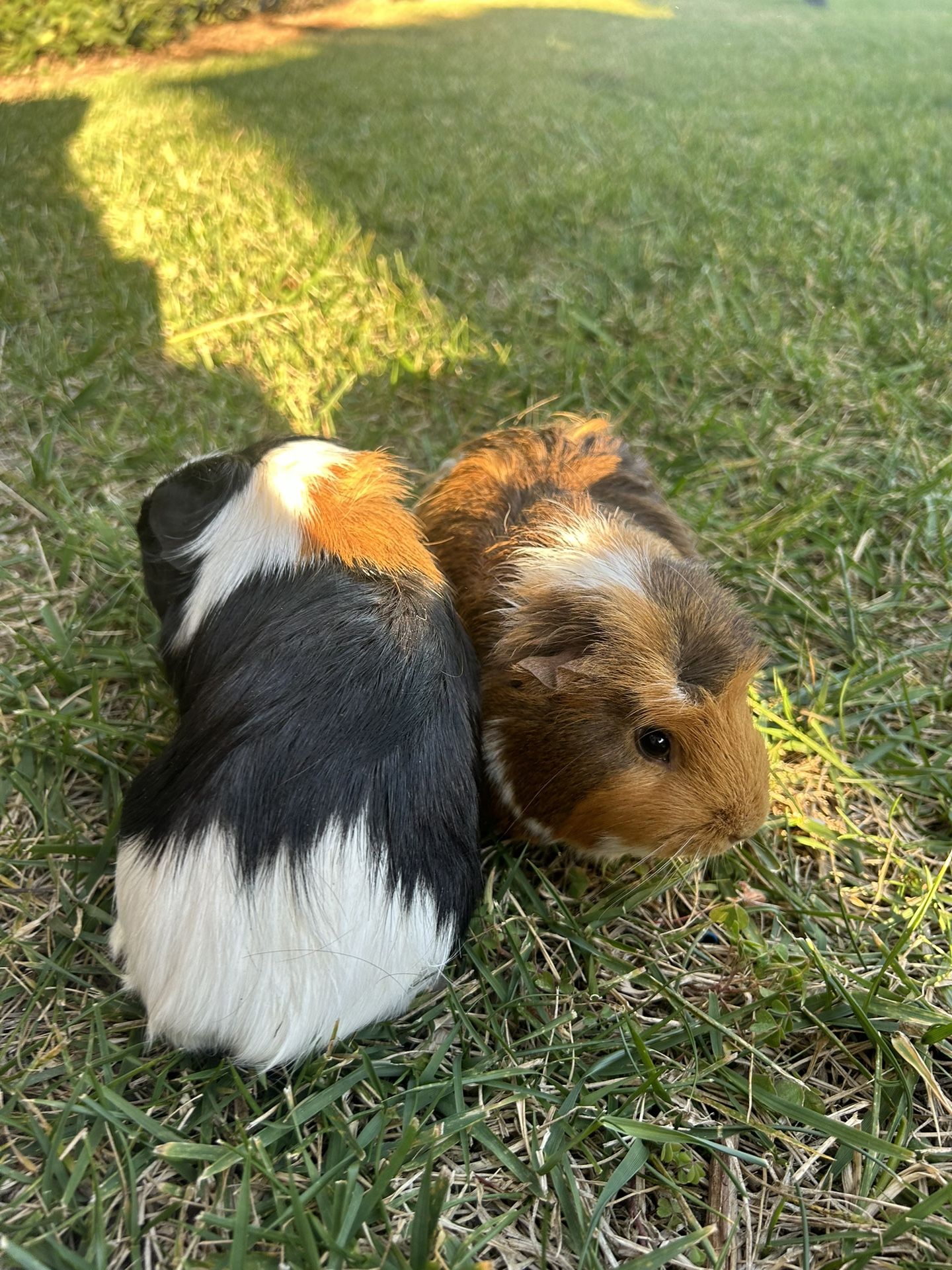 Two Female Guinea Pigs And Large Indoor/Outdoor Cage