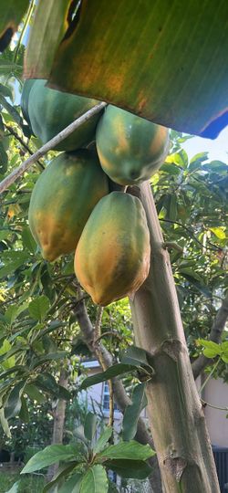 Fresh Papayas