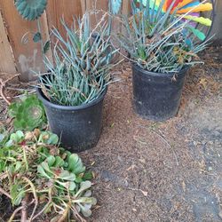 CLEARANCE! Plants and pots need to go. Check description below.