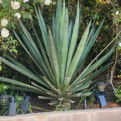 Agaves $50 Each 