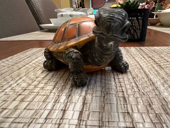 Turtle Lover’s Delight!