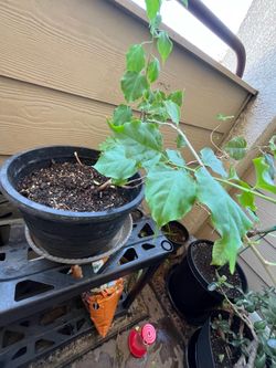 Poinsettia Red Christmas Plant 🌱