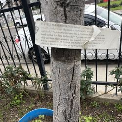 Coffee Cake Persimmon  $50 