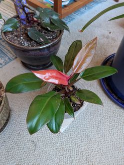 Philodendron Sun Red