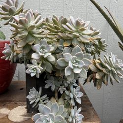 Suculenta