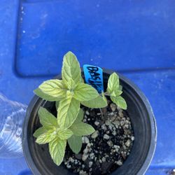 basil mint albahaca menta plant plant yerba buena