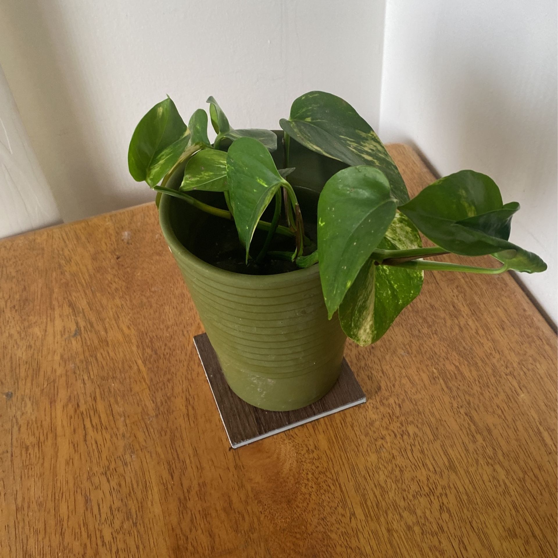 Money Plant