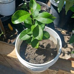Baby Eureka Lemon Tree 😃😃😃😃🌿🌿🍋🍋🍋