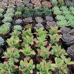 Succulents Plants. Cactus 