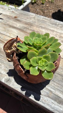 Plants