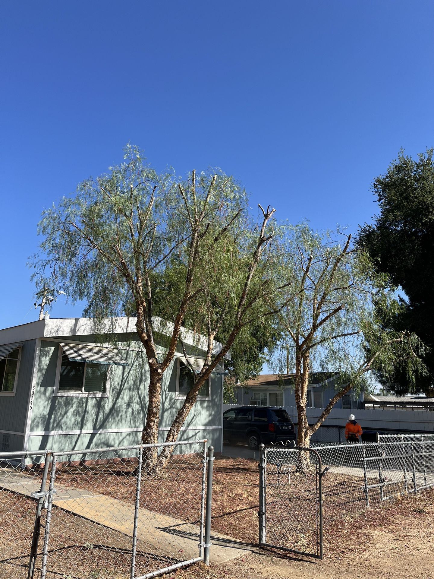 Tree Palm Trimming 