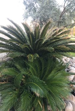 Sago Palm for sale