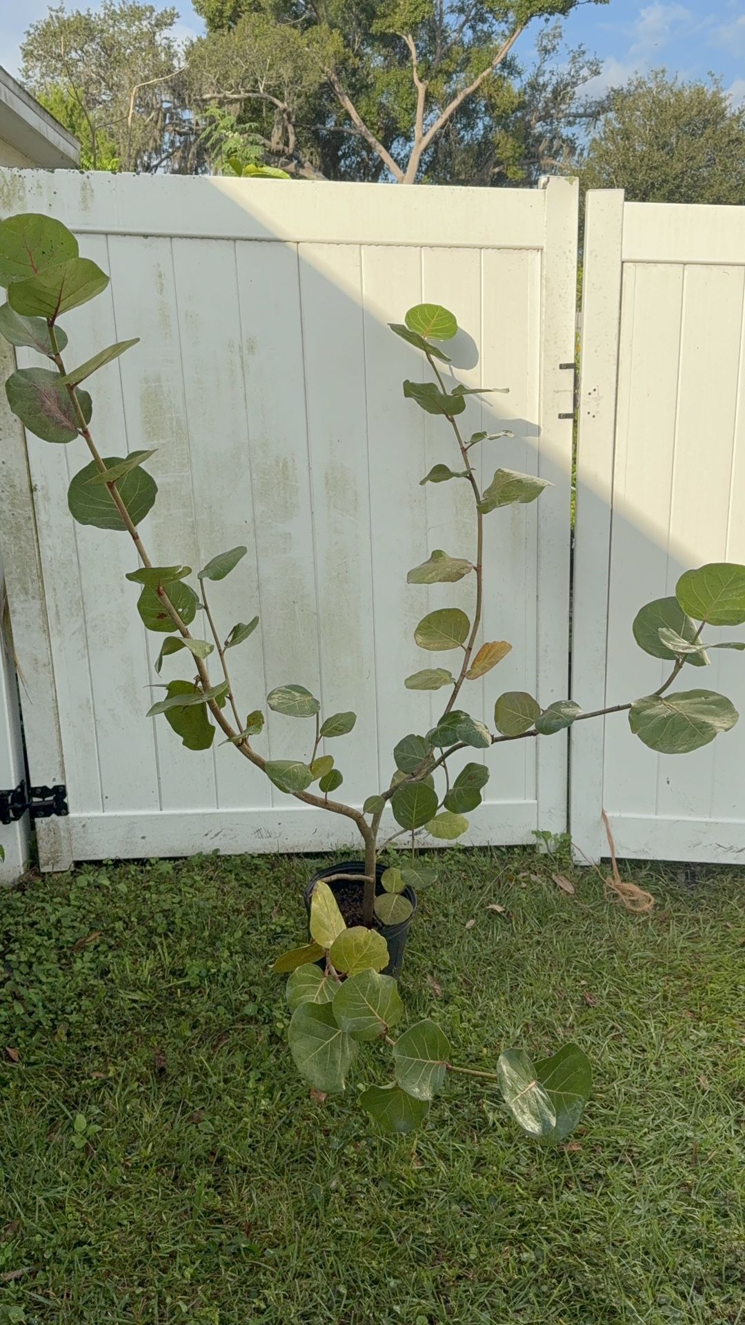Sea Grape Tree (5 Ft Tall)