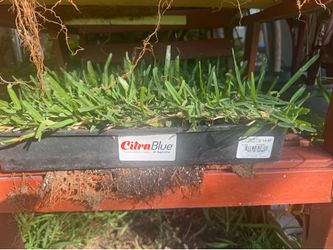 citra blue st augustine grass