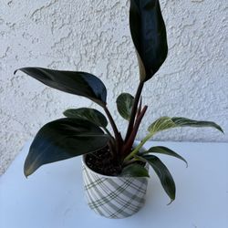 Philodendron Birkin