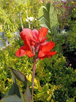 Canna plants (Canna lily) they're 5 Gallon a